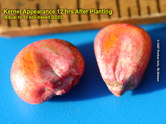 Kernel appearance 12 hrs after planting