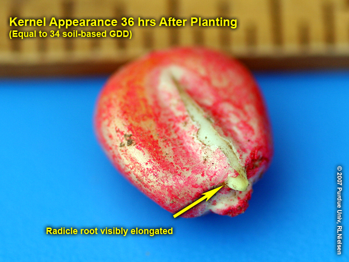 Seedling appearance 36 hrs (34 GDD) after planting