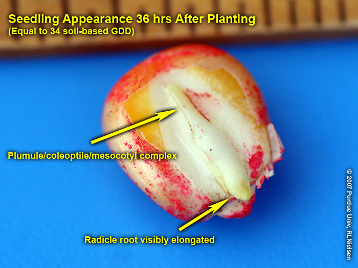 Seedling appearance 36 hrs (34 GDD) after planting