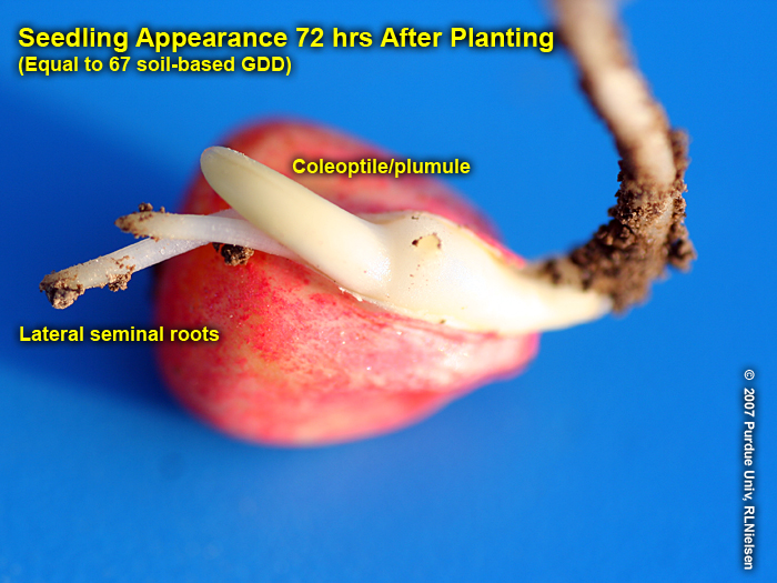 Seedling appearance 72 hrs (67 GDD) after planting