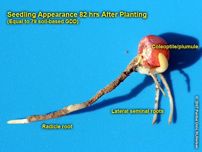 Seedling appearance 82 hrs (79 GDD) after planting