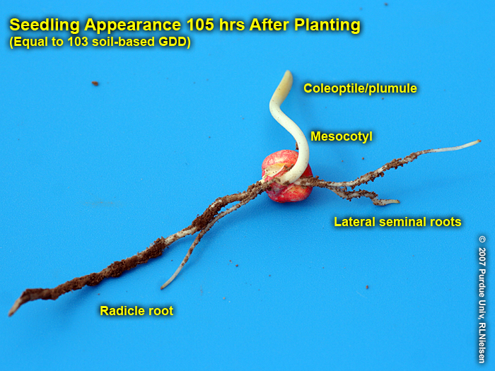 Seedling appearance 105 hrs (103 GDD) after planting