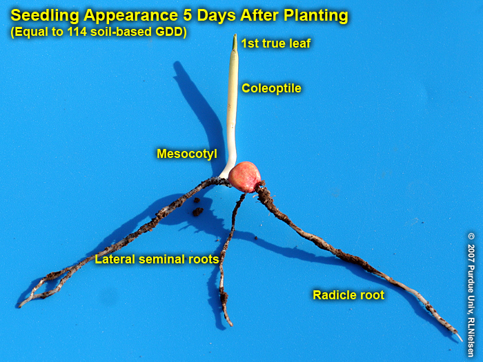 Seedling emergence 5 days (114 GDD) after planting