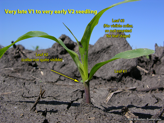 V2 seedling