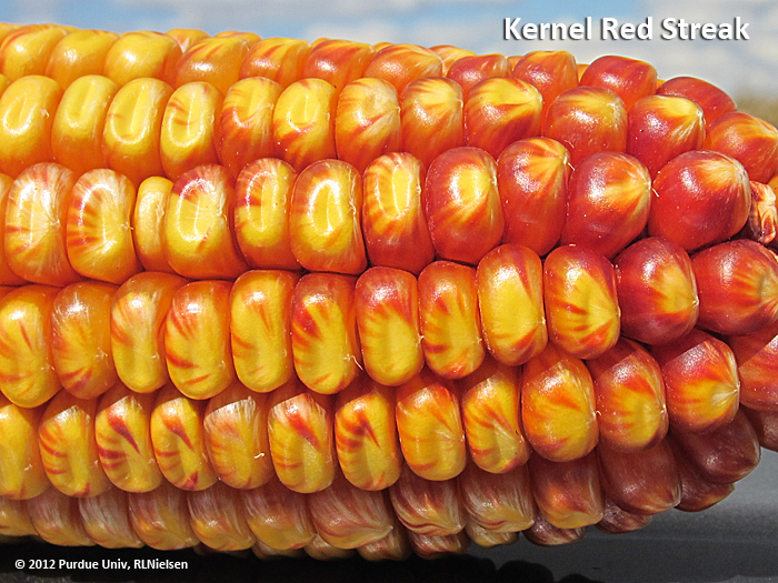 Red corn clearance
