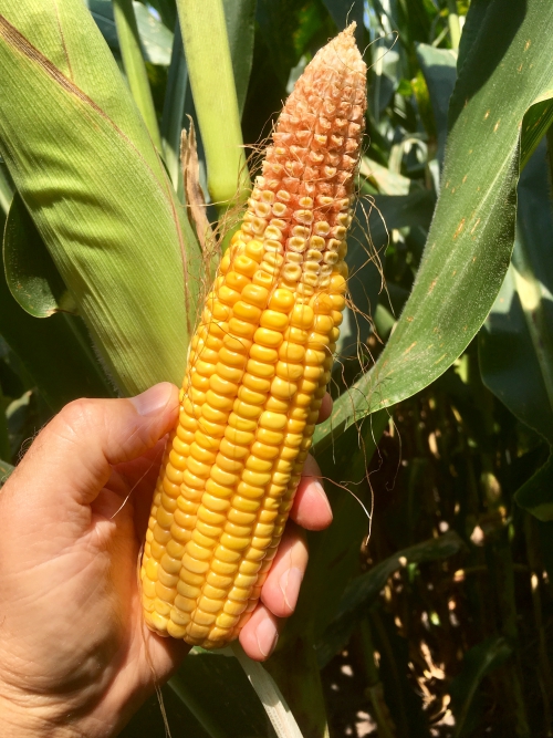 Kernel abortion at tip of ear, likely caused by inadequate soil moisture.