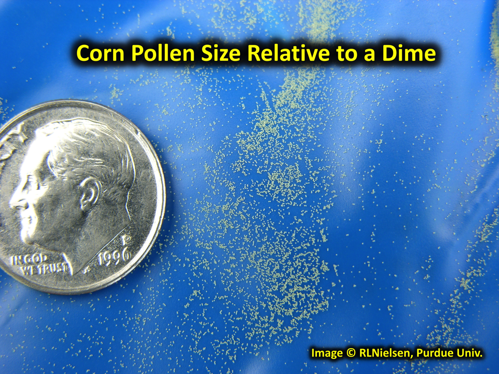 Pollen size
