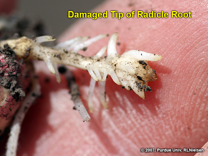 Damaged radicle root