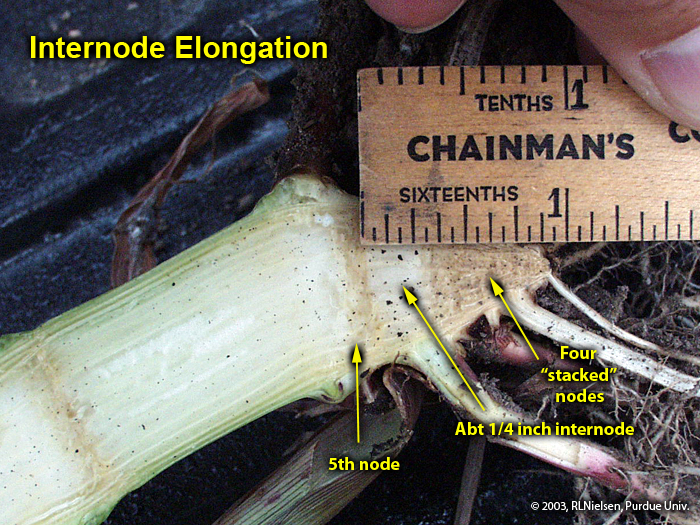 Internode elongation