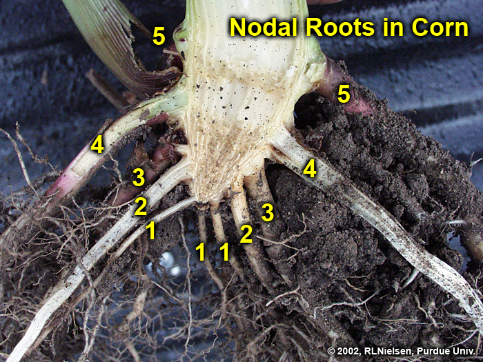 Nodal roots