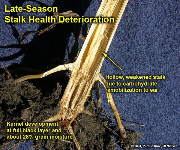 Hollowed out stalk