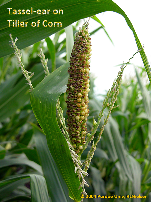 Tassel Ears In Corn Purdue University Tassel Ears In Corn Purdue University