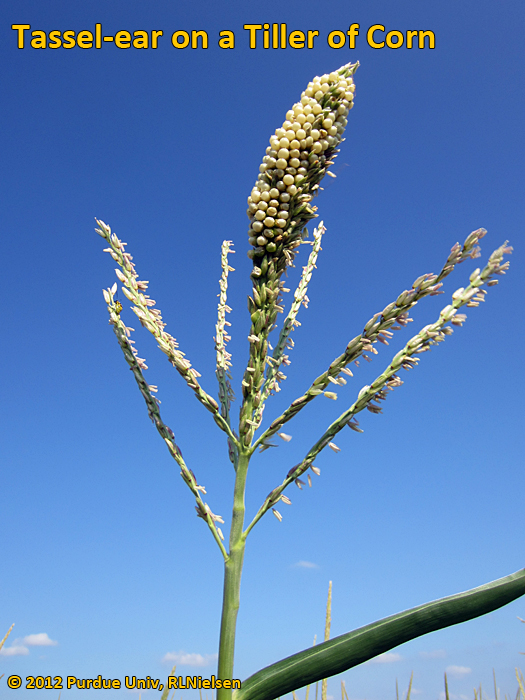 Tassel Ears In Corn Purdue University Tassel Ears In Corn Purdue University
