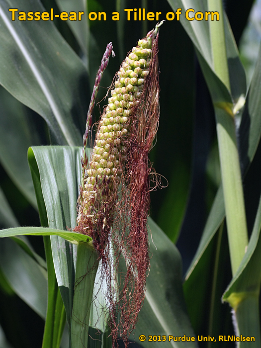 Tassel Ears In Corn Purdue University Tassel Ears In Corn Purdue University