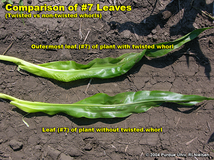 Leaf comparison between affected and unaffected plants