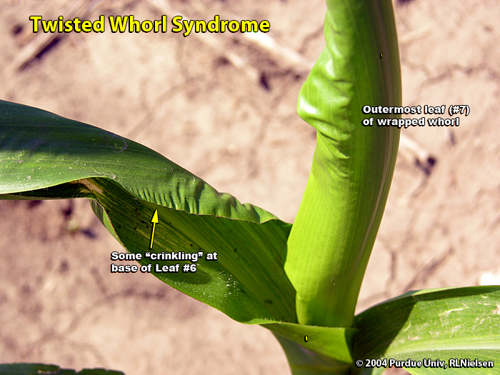 Crinkled leaf; another symptom of twisted whorls