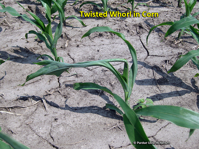 Twisted whorl on a V5 corn plant