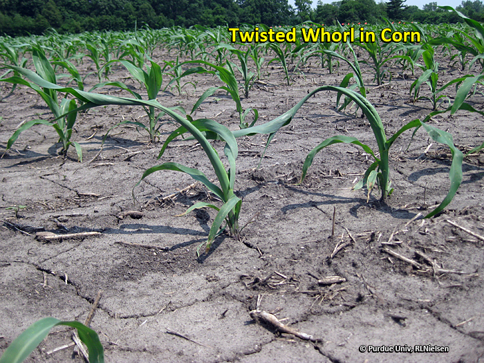 Twisted whorls on V5 corn plants