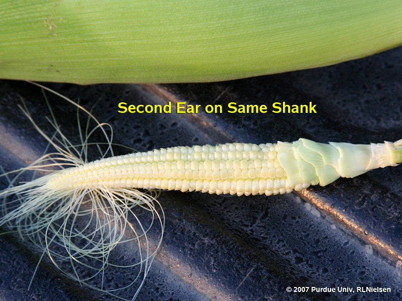 Multiple ears on same shank syndrome