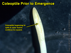 Coleoptile