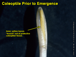 Coleoptile