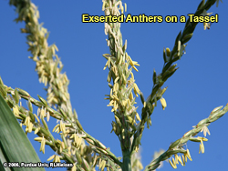 Anthers