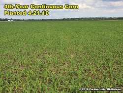 4th-yr corn