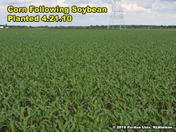 Corn following soybean