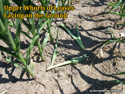 Upper whorls laying on ground