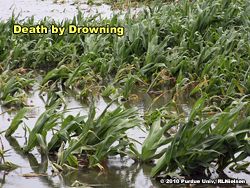 Death by drowning