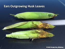 Stunted husk leaves