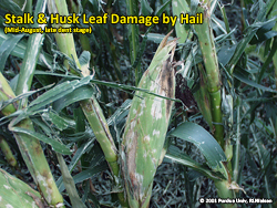 Stalk & ear damage