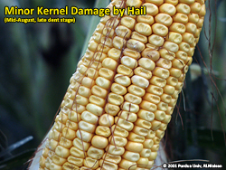 Minor kernel damage