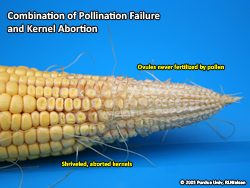 Combination of kernel abortion & lack of pollination