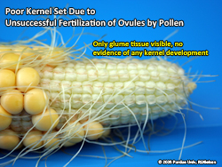 Poor kernel set
