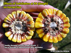 Defoliation effects on kernel size