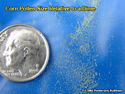 Size of corn pollen