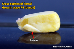 Grain Fill Stages in Corn - Agronomy - Purdue University