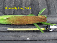 Long silks