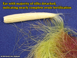 Silk detachment after pollination