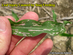 Leaf injury to slug feeding