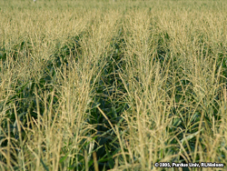 Field of tassels