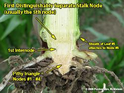 Split stalk