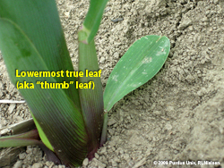 Thumb leaf