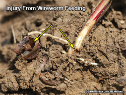 Wireworm damage