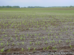 Yellow-green corn