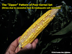 The "zipper" pattern of poor kernel set