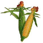 Ears of corn