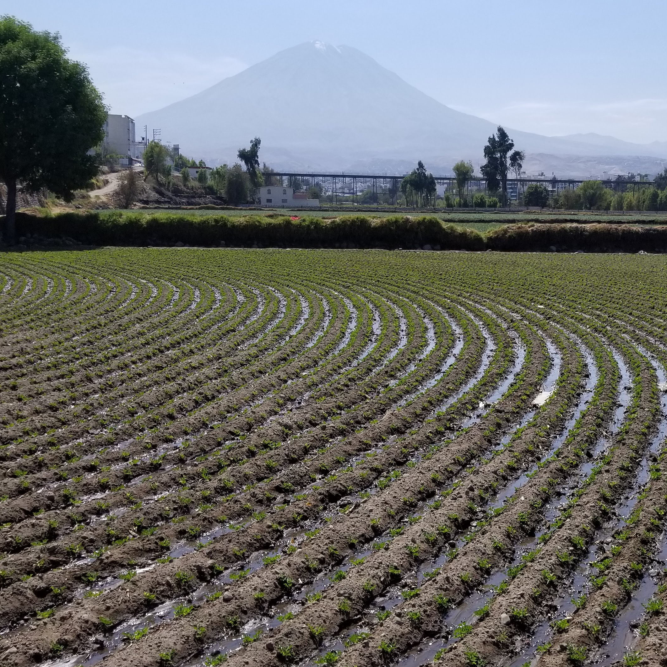 Crops in Arequipa Peru