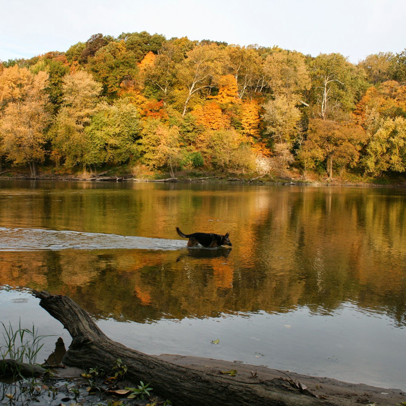 Wabash River with Dog